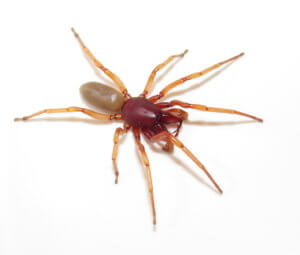 Common Household Pests: Indoor Spiders - After Bite ...