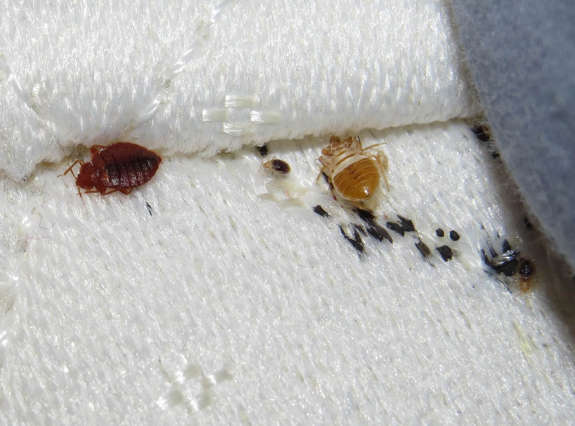 A bed bug and its shed exoskeleton.