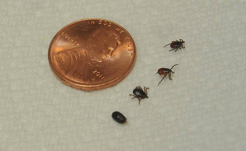 Ticks next to a penny to show how small they can be