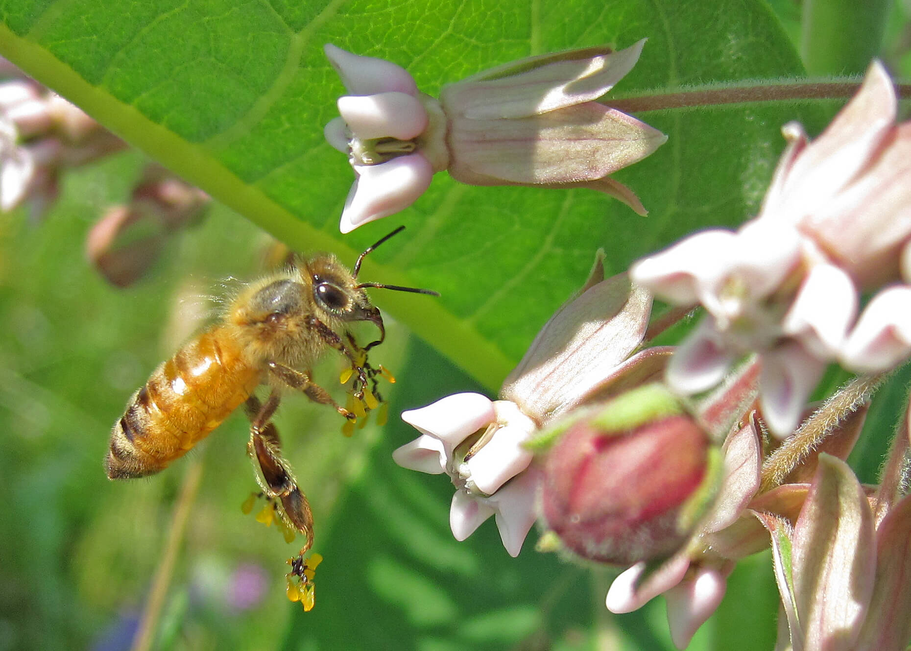 A honeybee carries a heavy load of pollinia, that have even managed to stick to its tongue