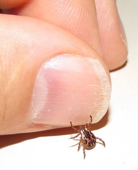 look for tiny ticks during your tick check