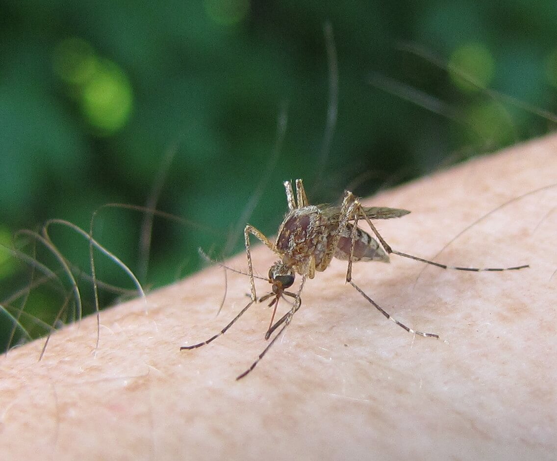 Common Mosquito