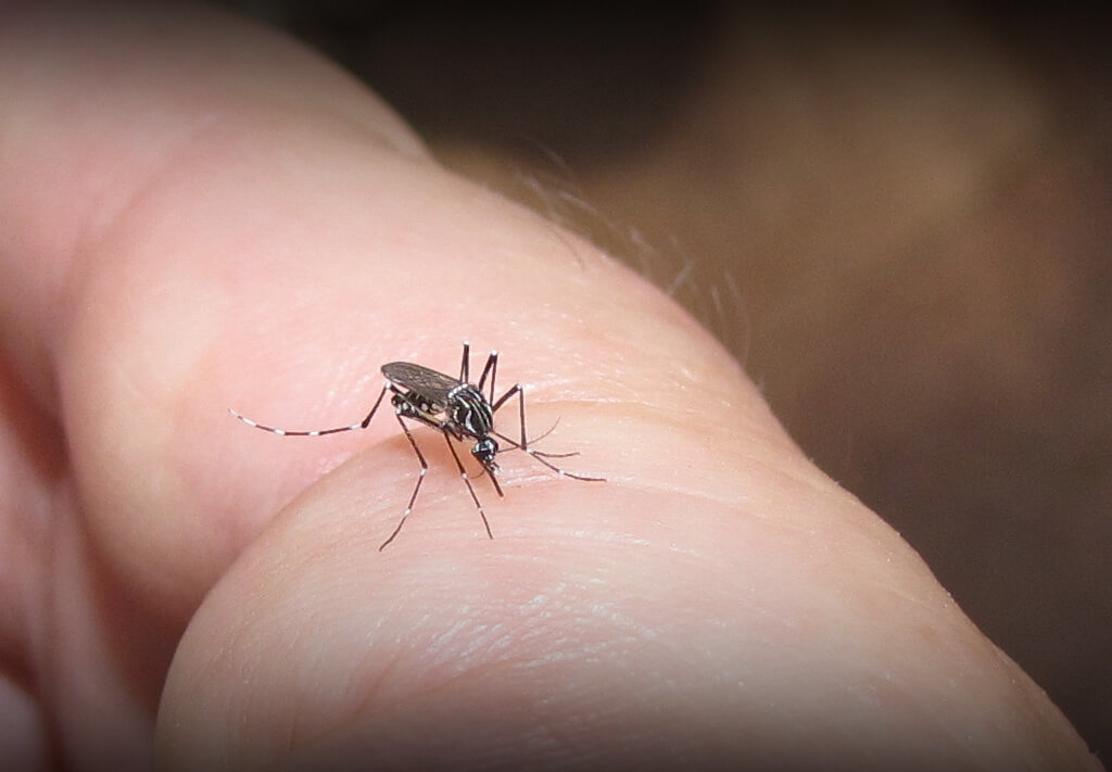 Mosquitoes may carry the zika virus