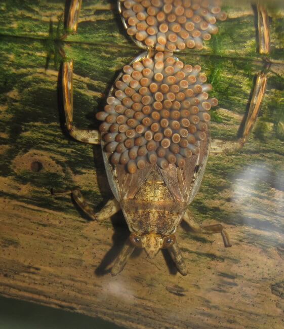 Spooky Bugs: Father Giant Water Bug