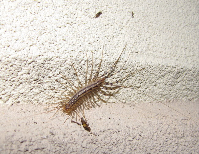 Spooky Bugs: House Centipede