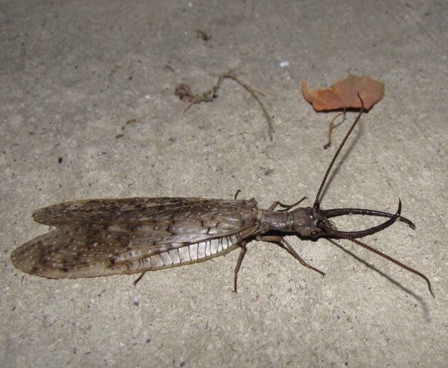 Spooky Bugs: dobsonfly