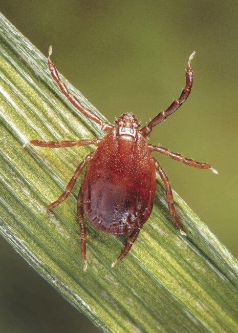 asian longhorned tick questing for its next meal