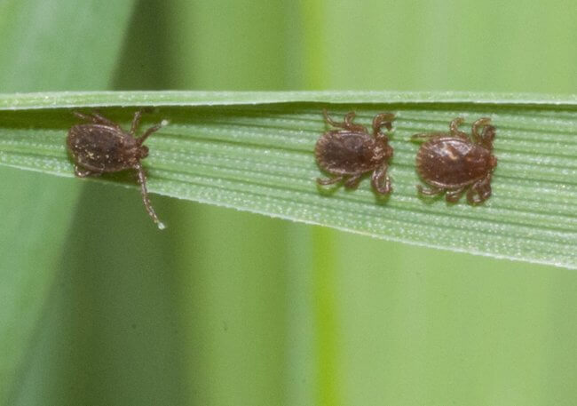 three asian longhorned ticks on a blade of grass