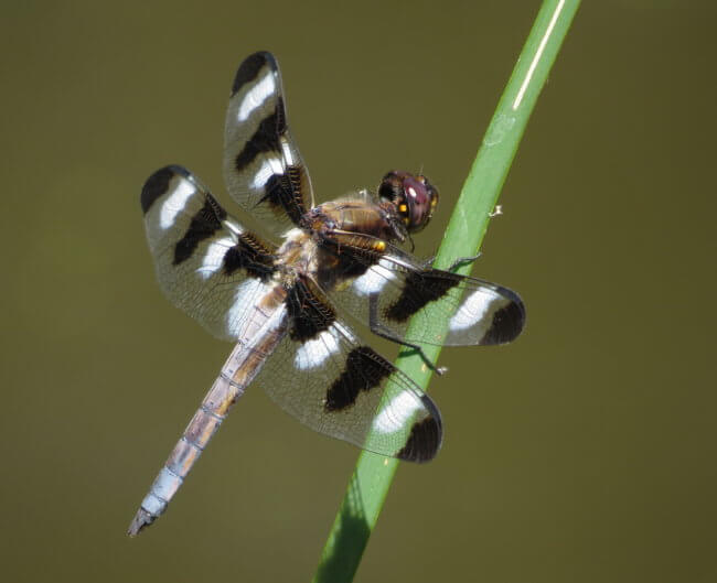 dragonfly with black and white wings