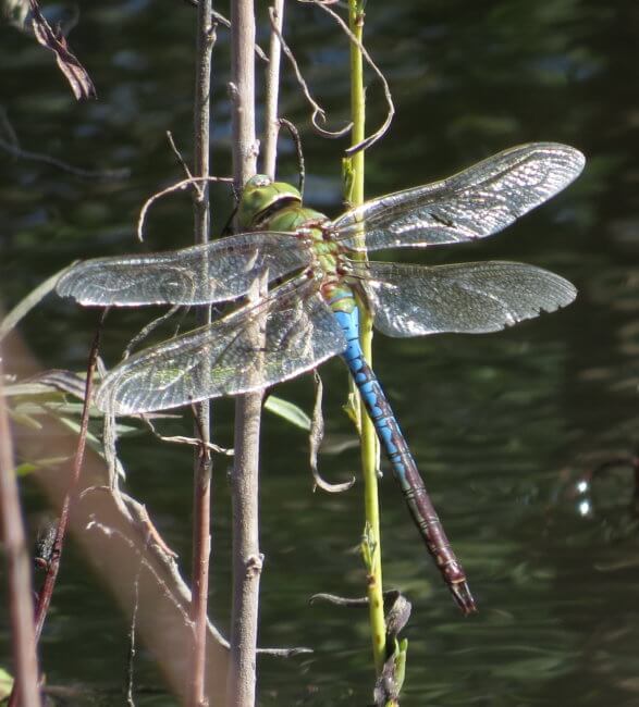common green darner dragonfly
