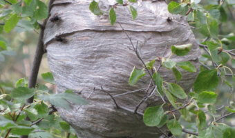 bald-faced hornet wasp nest