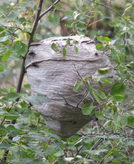 bald-faced hornet wasp nest