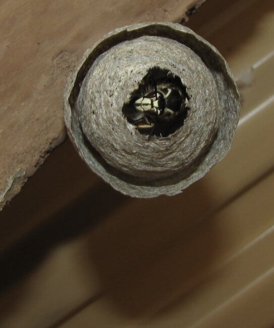 queen hornet in her wasp nest