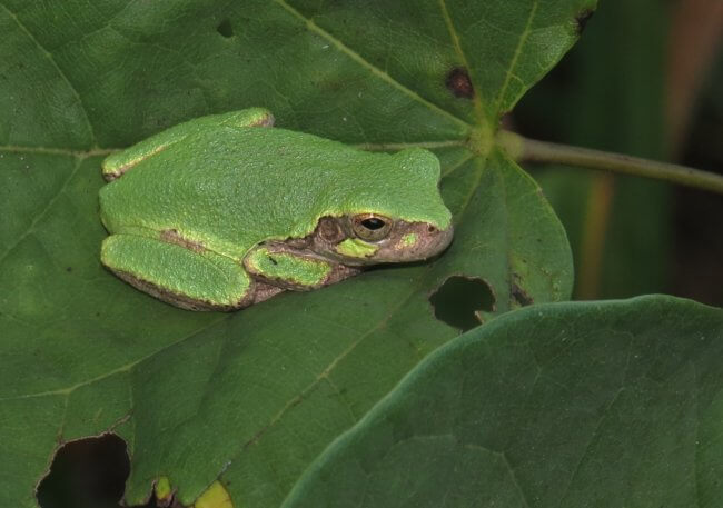 a treefrog in a tree