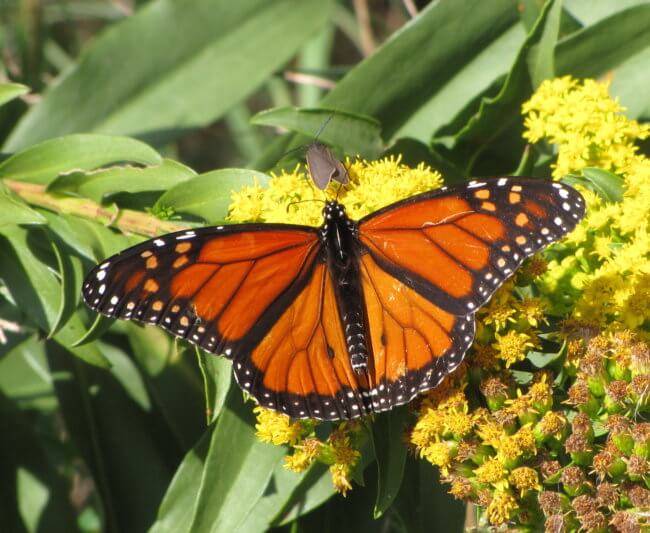 single monarch butterfly on flowers