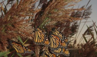 monarch butterflies resting on tall grass