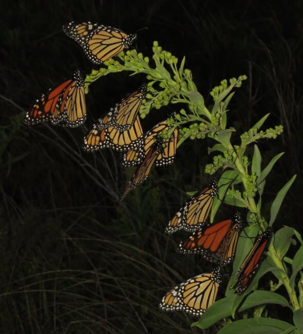 Monarch butterflies grouped on branch