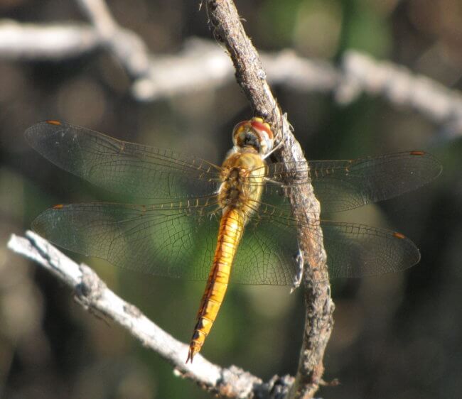 Wandering Glider dragonfly on branch