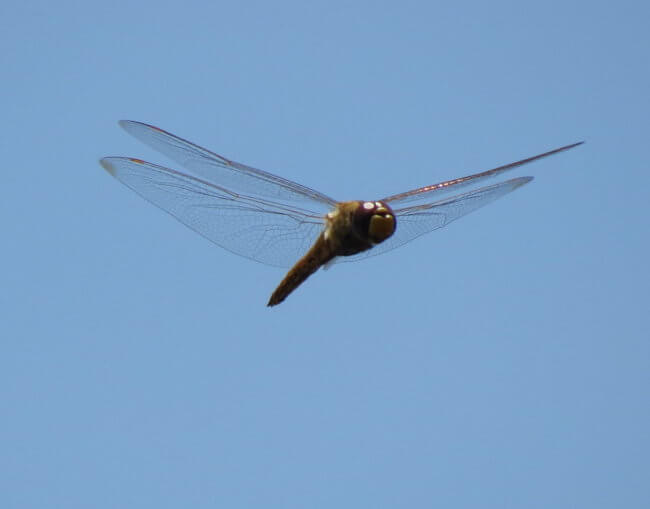 Wandering Glider dragonfly mid-flight