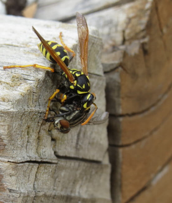 paper wasp eating fly