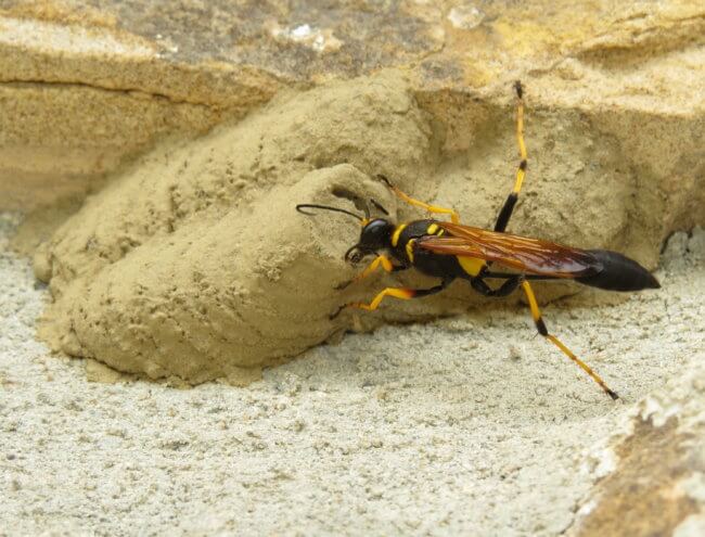 female wasp reworking her nest