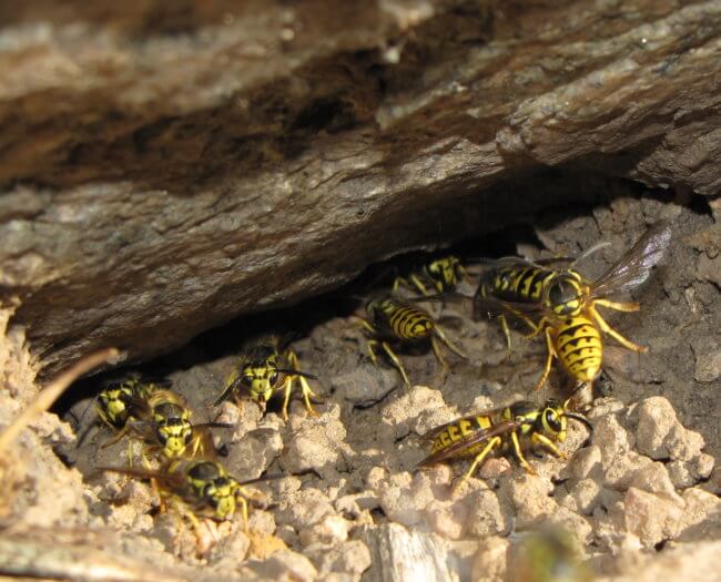 yellowjackets at entrance of their nest