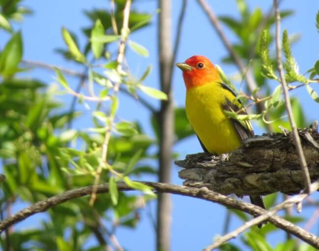 A male Western Tanager bird in a tree