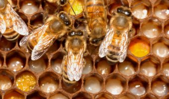 adult worker honey bees on honeycomb