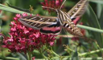 white lined sphinx moth pollinating a flower